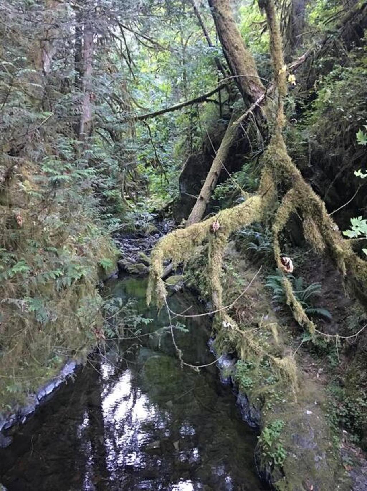 The Great Escape - Port Renfrew 빌라 외부 사진